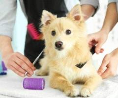 Improve Pet Hygiene and Wellness with Health Grooming in HITEC City