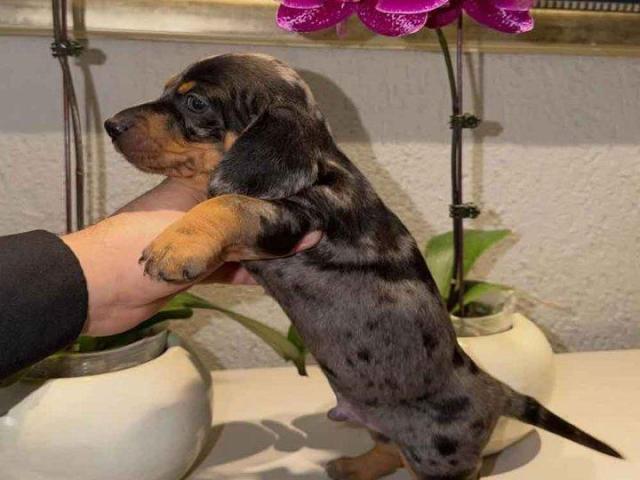 Mini Dachshund puppies