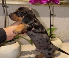 Mini Dachshund puppies