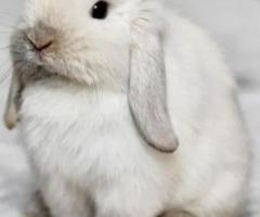 Snow Bunnies for Sale