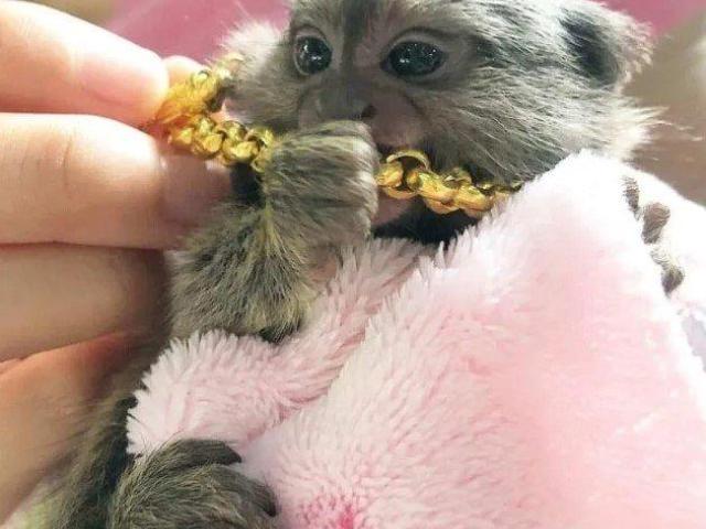 Beautiful Pygmy Marmoset Monkey for Sale