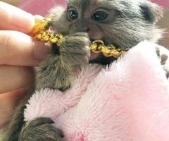 Beautiful Pygmy Marmoset Monkey for Sale