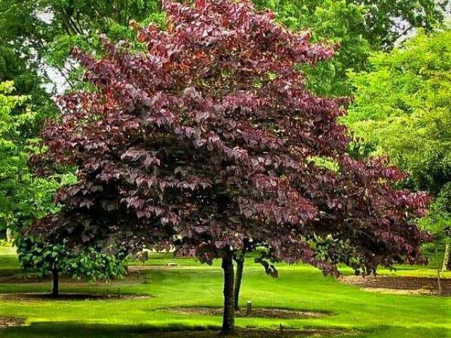 Forest Pansy Redbud for Small Outdoor Gardens USA