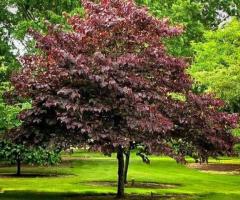 Forest Pansy Redbud for Small Outdoor Gardens USA