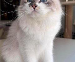 Kia Siberian Kitten