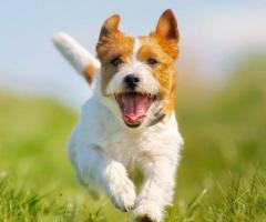 Birdneck Animal Hospital