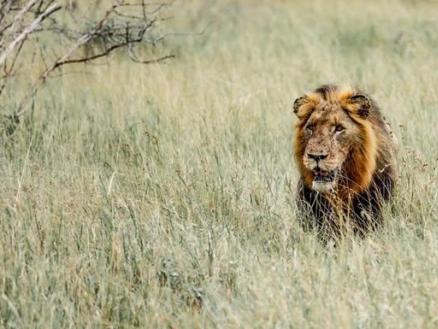 Luxury Serengeti National Park Safari Tours in Tanzania