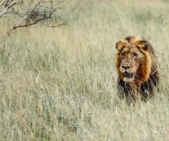 Luxury Serengeti National Park Safari Tours in Tanzania