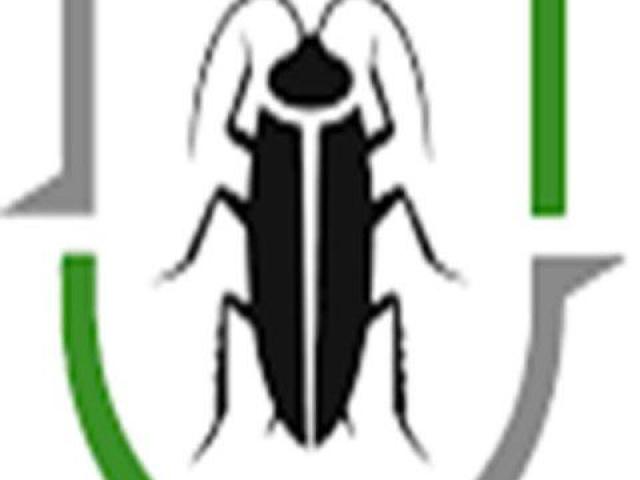 Termite Pest Control Adelaide – Safe & Effective Termite Treatment Services
