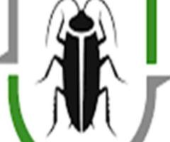 Termite Pest Control Adelaide – Safe & Effective Termite Treatment Services
