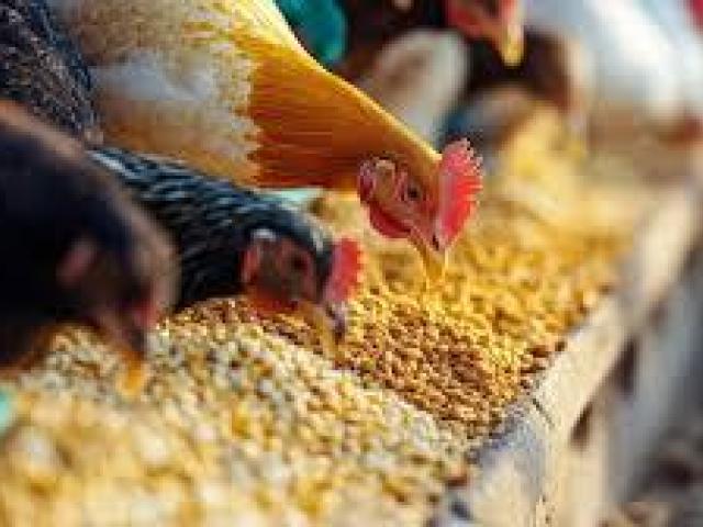 Nutrition For Poultry Feed