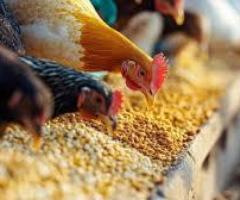 Nutrition For Poultry Feed