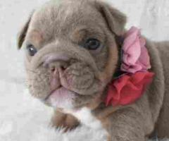 Adorable 3-week-old puppies available for adoption!
