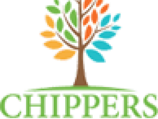 Large Tree Removal Process: What Homeowners Should Expect