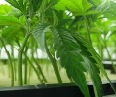 Cannabis Plants for Sale