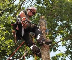 Stump Grinding Miami - Miamitreecrew.com