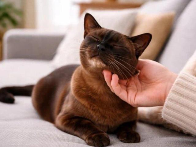 Why Is My Cat Scooting? Causes and Treatment