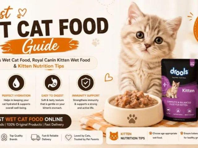 Best Wet Cat Food Guide for Cats and Kittens l Varun Pet Store