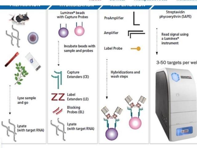 Molecular Assays for Accurate Biological Analysis