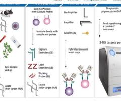 Molecular Assays for Accurate Biological Analysis