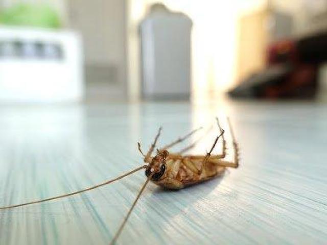 🛑 Pests Taking Over Your Home or Business? We Can Help!