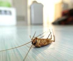 🛑 Pests Taking Over Your Home or Business? We Can Help!