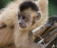 Kaapori Capuchin Monkey