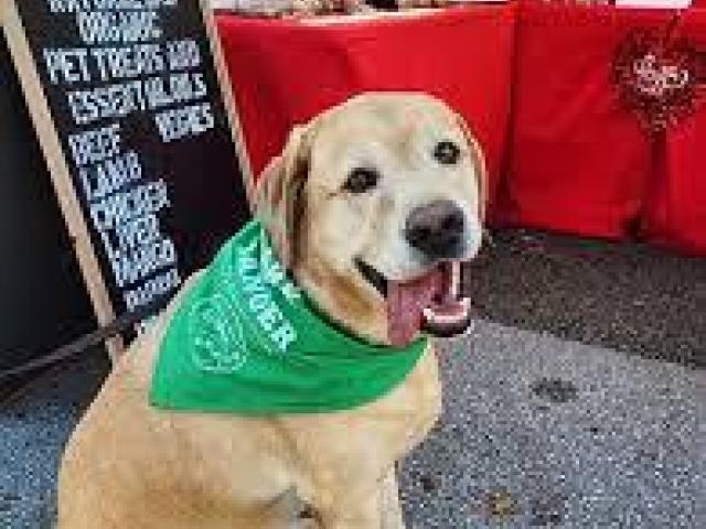 Wheat Free Dog Treats