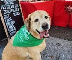 Wheat Free Dog Treats