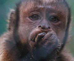 CHARLY BLACK FACED CAPUCHIN Baby