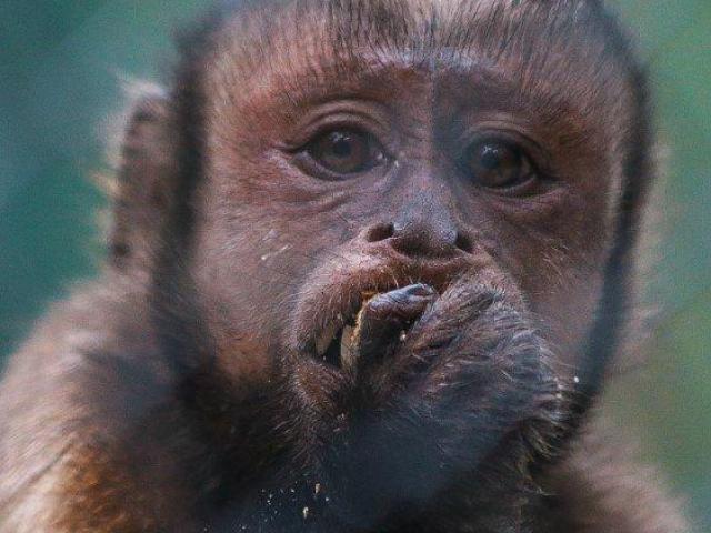 CHARLY BLACK FACED CAPUCHIN Baby