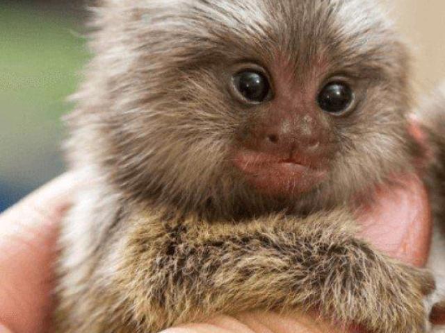 Charming Atlantic Marmoset for Sale
