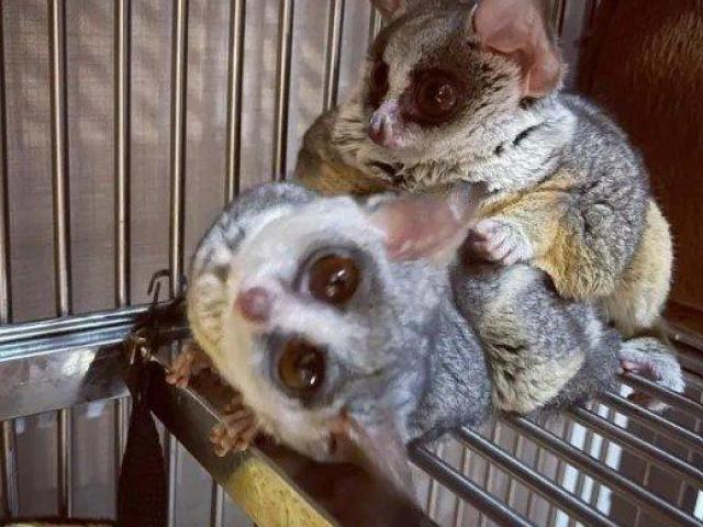 Bush Baby Male