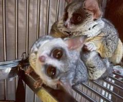 Bush Baby Male