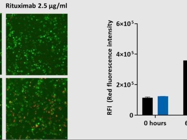 Antibody Dependent Cellular Cytotoxicity Assays for Therapeutic Research
