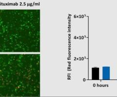 Antibody Dependent Cellular Cytotoxicity Assays for Therapeutic Research