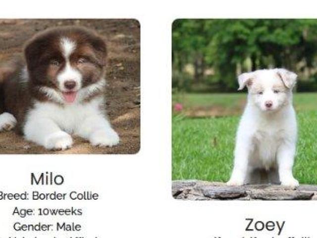 Meet Our Beautiful Border Collie Puppies
