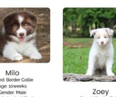 Meet Our Beautiful Border Collie Puppies