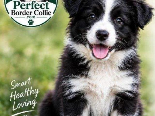Intelligence, Loyalty & Incredible Spirit of the Border Collie