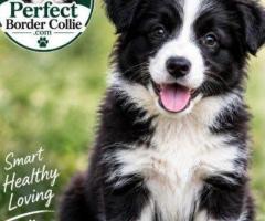Intelligence, Loyalty & Incredible Spirit of the Border Collie