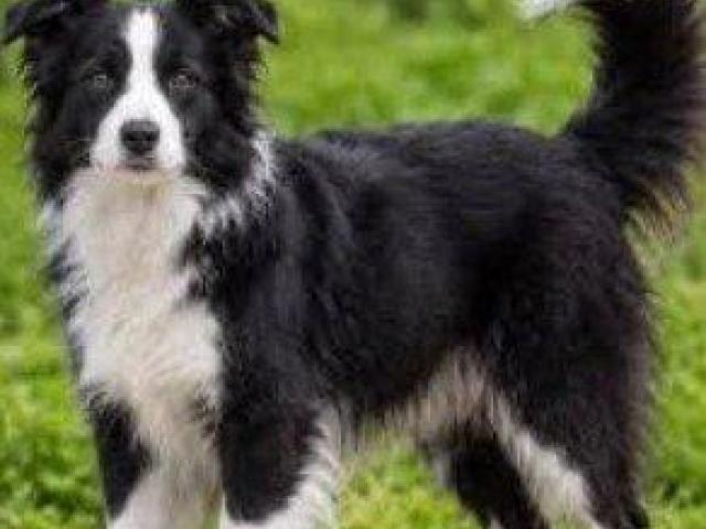 Excellent Border Collie