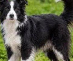 Excellent Border Collie
