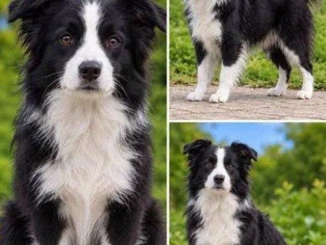 Best & Perfect Border Collie