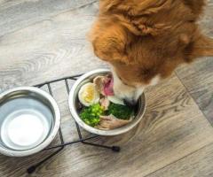 Vegetarian Dog Food Dubai