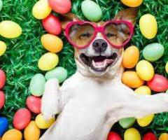 Affordable Dog Boarding service in Dubai
