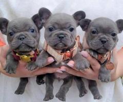 French bulldog Puppies Available.