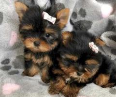 Loving Tea Cup Yorkie Puppies