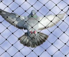 Bird Netting Services in Delhi & Bird Control Solutions