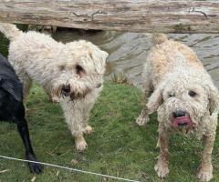 Expert Horse Feeding Services in Dorking – Amelies Pet Services