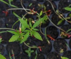 Buy Clones near me